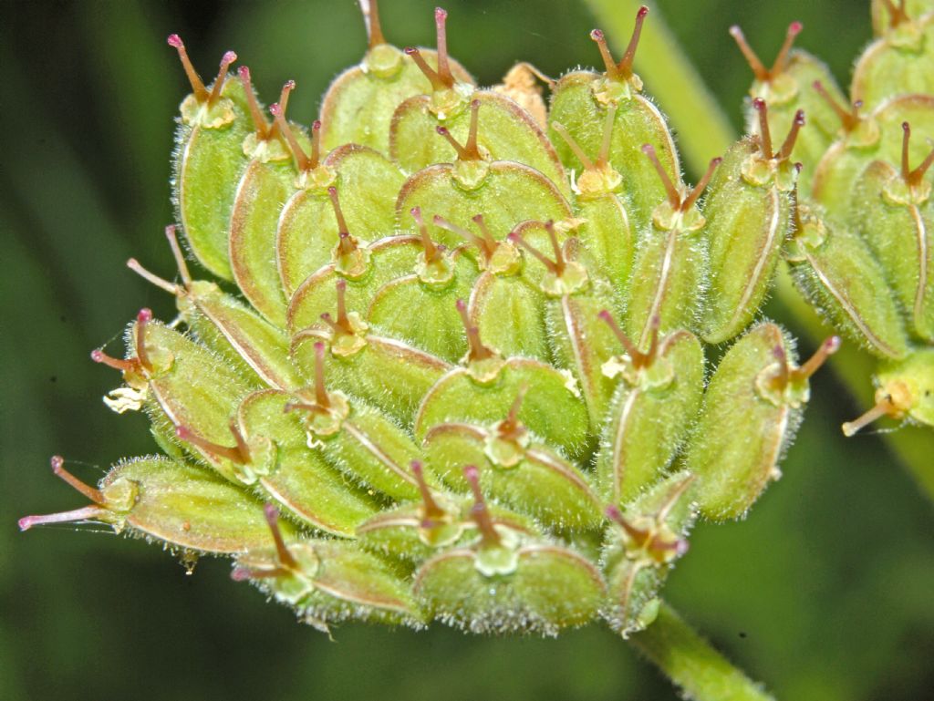 Heracleum pyrenaicum / Panace dei Pirenei